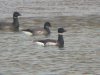 Black Brant at South Fambridge (Steve Arlow) (73659 bytes) Black Brant at South Fambridge (Steve Arlow) (73659 bytes)